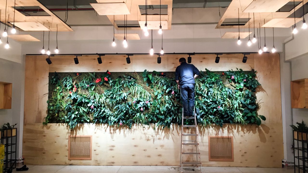 Jak czyścić i pielęgnować zielone ściany, by wyglądały jak nowe?